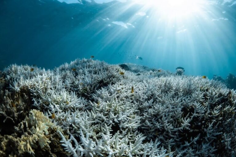 研究：全球暖化逼近臨界點　珊瑚礁與雨林面臨崩潰危機