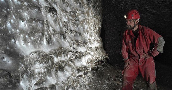 科學家發現全球最大蜘蛛網　逾11萬蜘蛛共築奇觀